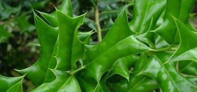 有功效|这树挺稀奇! 农民讨厌它, 中医喜欢它, 但最喜欢它的还是西方人