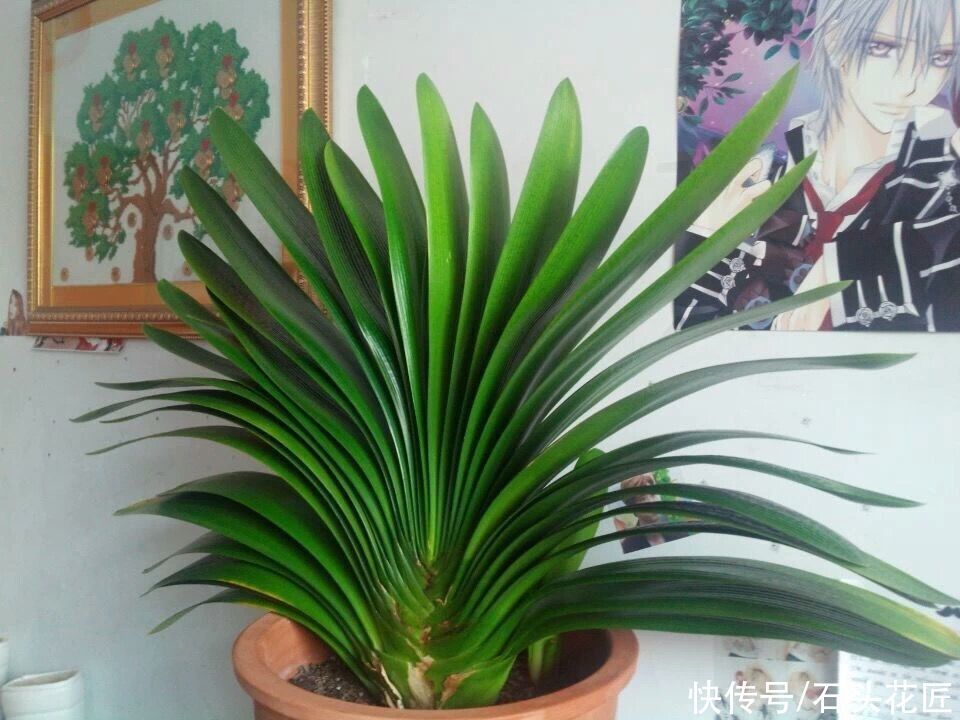 花箭|养君子兰，关键在“11月”，用对“方法”叶子规整、开花早