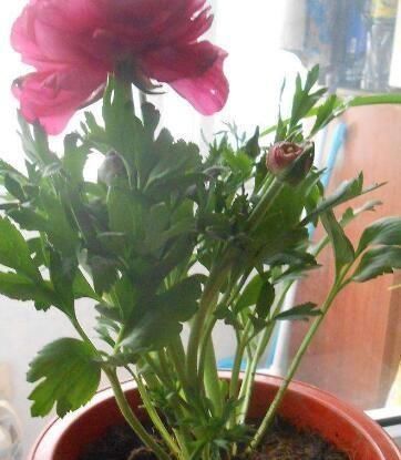 芹菜|阳台养一盆这个花,叶子像芹菜,开花像玫瑰,种一次,年年开花