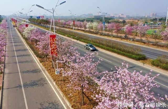 三月|花样荷城,美不胜收!