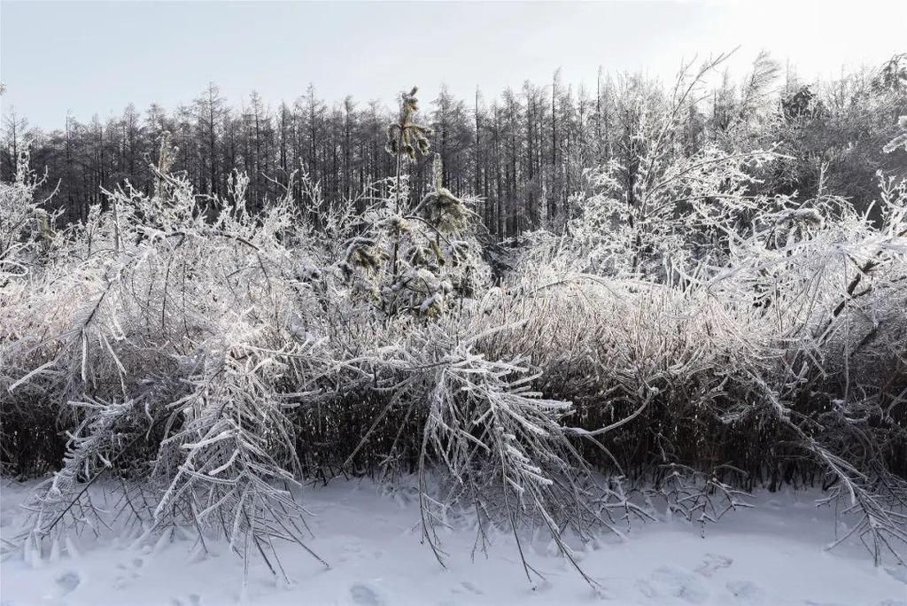 心间|净月潭的雪，美在山川，暖在心间！