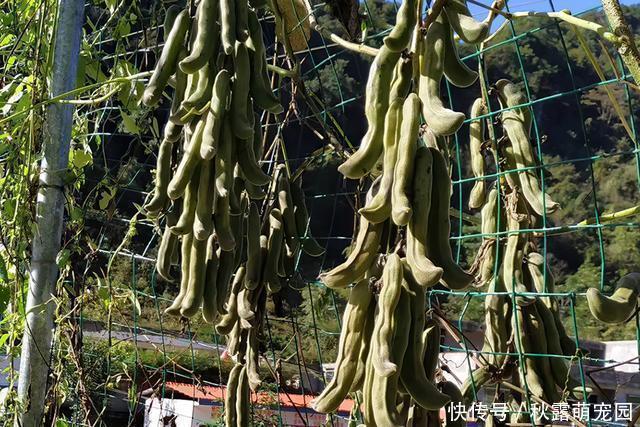 南方|马上大量上市，果实却含小毒，南方很多人爱吃，8元一斤热销