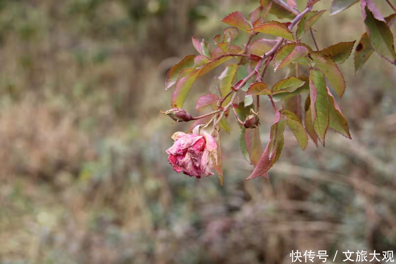 昆明冬日看花