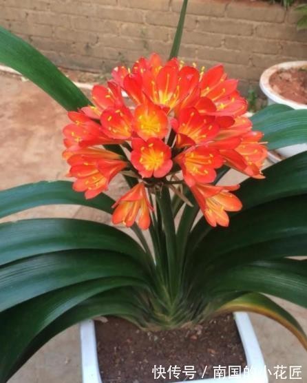 秋天给君子兰换盆，掌握3个要点，不烂根服盆快，开花越来越多