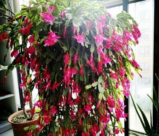 蟹爪兰开完后,7天喷次“促花水”,40天后又“爆盆”,开完还开