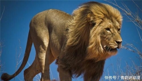 汉武帝|皇帝厌恶胡人进贡的东西,喂给老虎,却把老虎吓得伏地不起