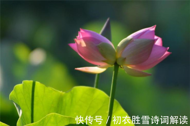 并蒂|并蒂莲花诗词七首赏读：露湿红芳双朵重，并蒂芙蓉本自双