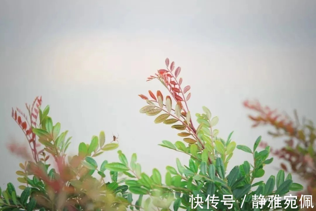 离思|这首诗被誉为“千古第一情诗”,把深情写到了极致,令人感慨万千