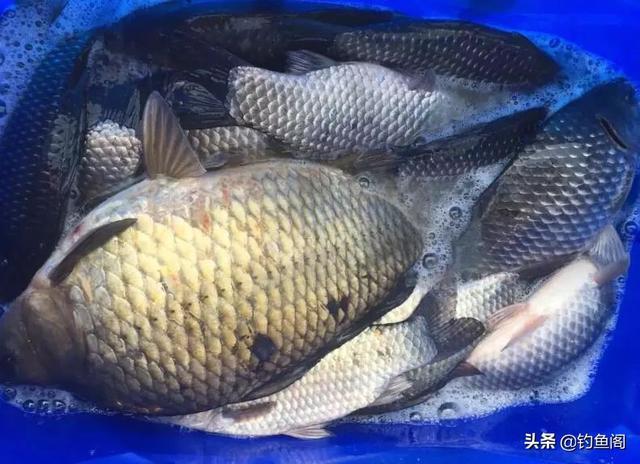 饵料|揭秘钓鱼骗局!别看它骗术低级,总有大把钓鱼人上当