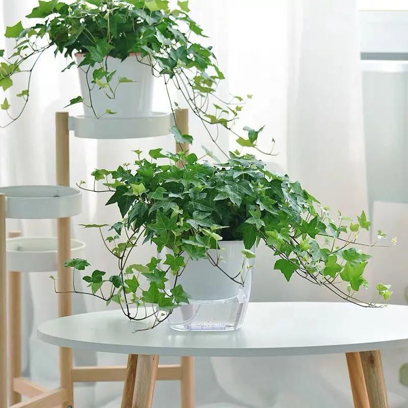 冬天必养的4种花,个个都能清新空气,家里养一盆,典雅又大方