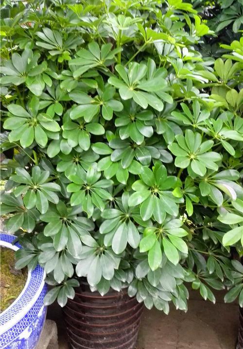 家养鸭脚木,学会一招,越养越多越养越旺,净化空气又美观