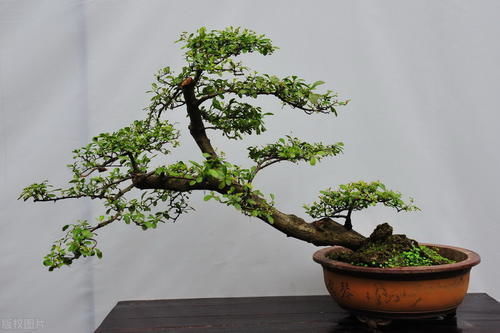 根盘|挑选盆景，需要掌握6个挑选条件，才能挑到精品，再也不用交学费