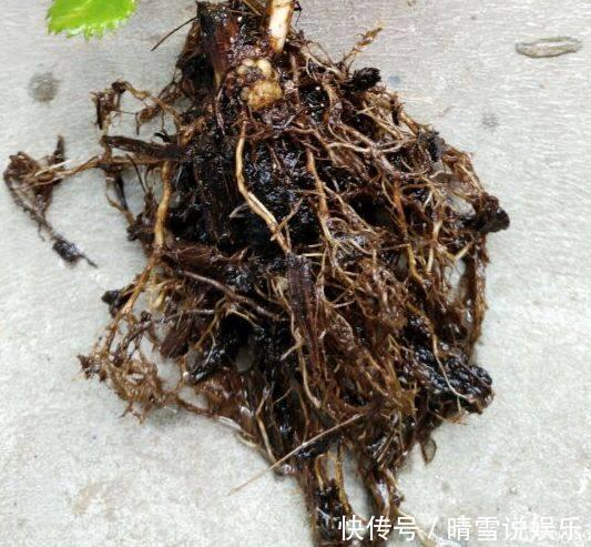 花草叶子发黄,10种原因最常见,第二种最常见!