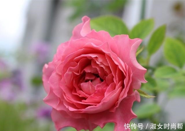 那些被煽情的文案打动,集齐了四系列月季的,你们后悔了吗