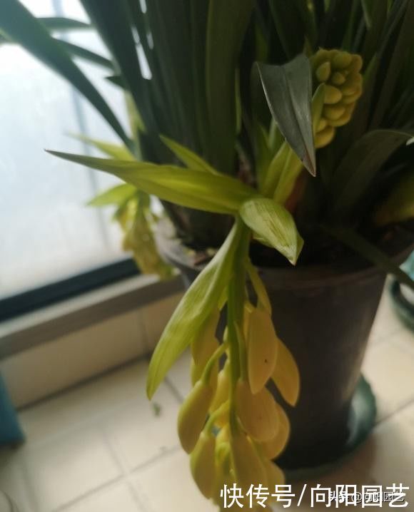 适合北方养的“兰花”,进口洋兰,开花6个月,适合放在客厅