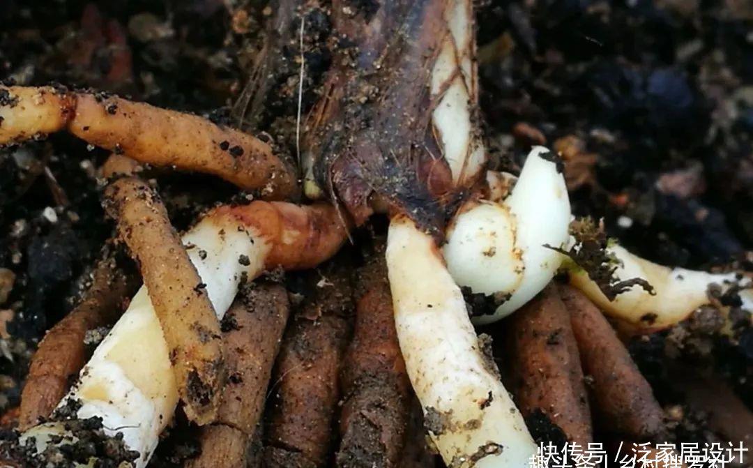 兰花快速生根有诀窍吗？兰友：照这4步操作，30天内就长新根