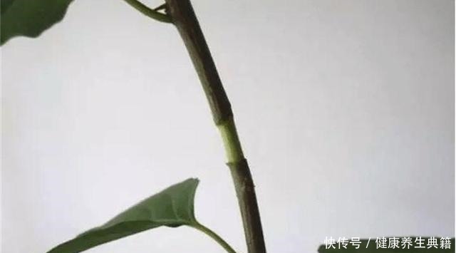 三角梅|养花不生根赶紧塞团卫生纸,大白根蹭蹭冒!养花不生根赶紧塞团卫生纸,大白根蹭蹭冒!