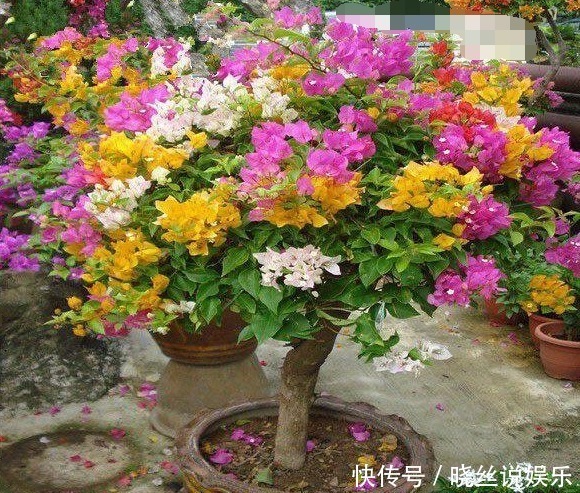 年头|家里养上“3种花”,从年头“香”到年尾,阳台变花海,太美了