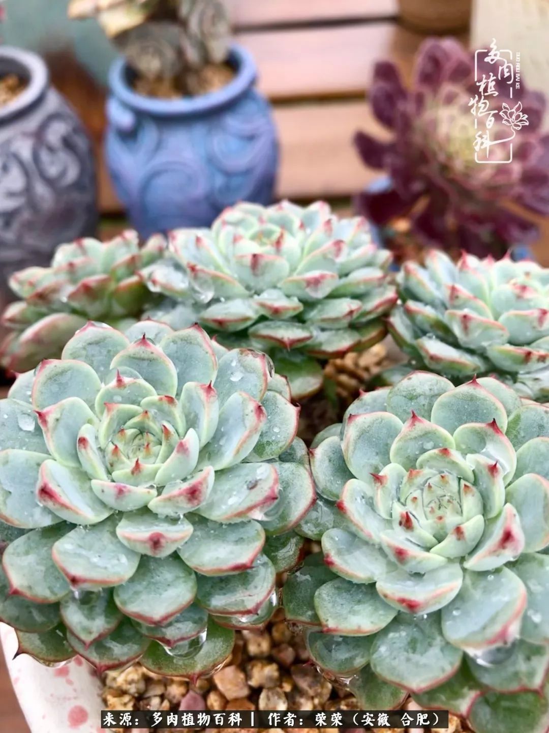 初秋时节，度夏后的多肉陆续回归！偷偷上了一层淡妆！