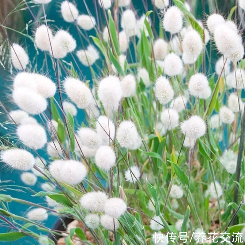 盆栽|5月开花烂漫的兔尾草，适合盆栽，比狗尾巴草还好养