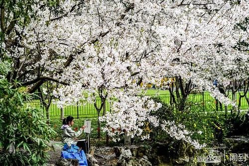 晨镜头|又是一年樱花季，赶紧来鲁迅公园邂逅一场樱花雨 | a5200