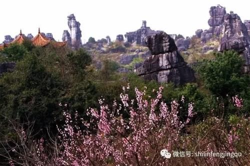 春光无限好，花艳景美岂能错过！