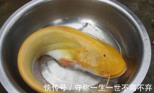 男子湖边钓鱼遇到罕见鱼类,浑身金黄犹如黄金,老人看了赶快放生
