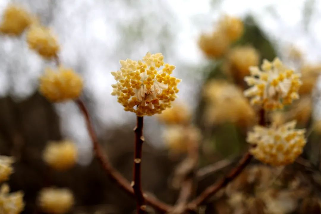 春雨初歇，蓬莱阁赏花正当时！