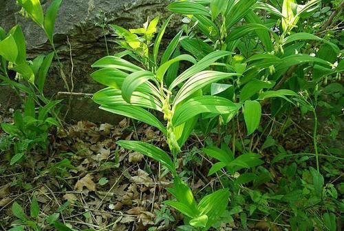 大山|大山里的宝贝,嫩叶是菜,根是汤也是药,若在山上偶遇,便是福气
