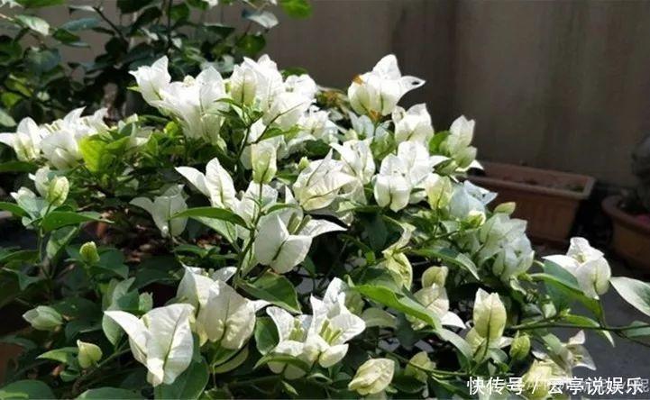 阳台|晒不死的6种花，扔阳台不用管，越晒花越多！