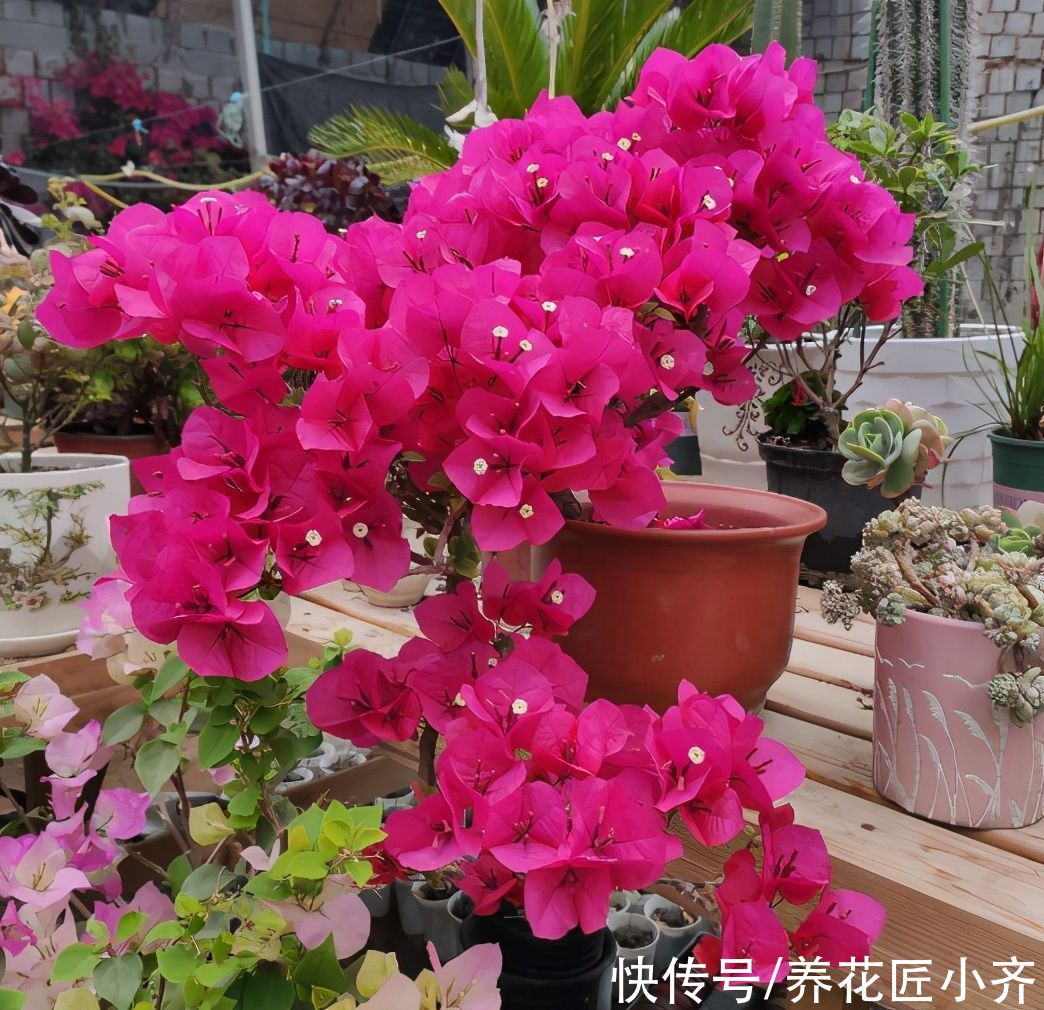 三角梅想要开花多，“高手”都会准备3种肥，再多就是浪费