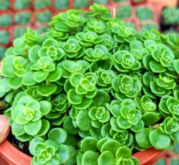 以下这种花就是要少浇水,一根枝条沾土就能活,绝对是懒人的最爱