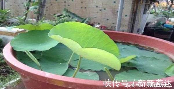 绿油油|农村的莲藕不长在池塘而种在桶里,一桶能吃半年