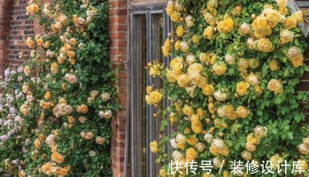 月季|藤本月季要养多久才能爬墙?这可能是你误会了,它没有这项能力
