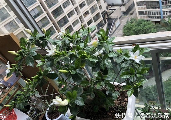 啤酒水|3种植物是老酒鬼,一喝啤酒就疯长,根本不用施肥!