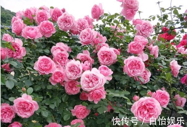 新手养花,不如养盆花中精品“太白积雪”,似皑皑白雪,无暇清奇