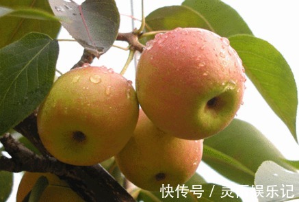 主枝|延长寿命、软化血管的南果梨,农民掌握种植要点,收获高产南果梨
