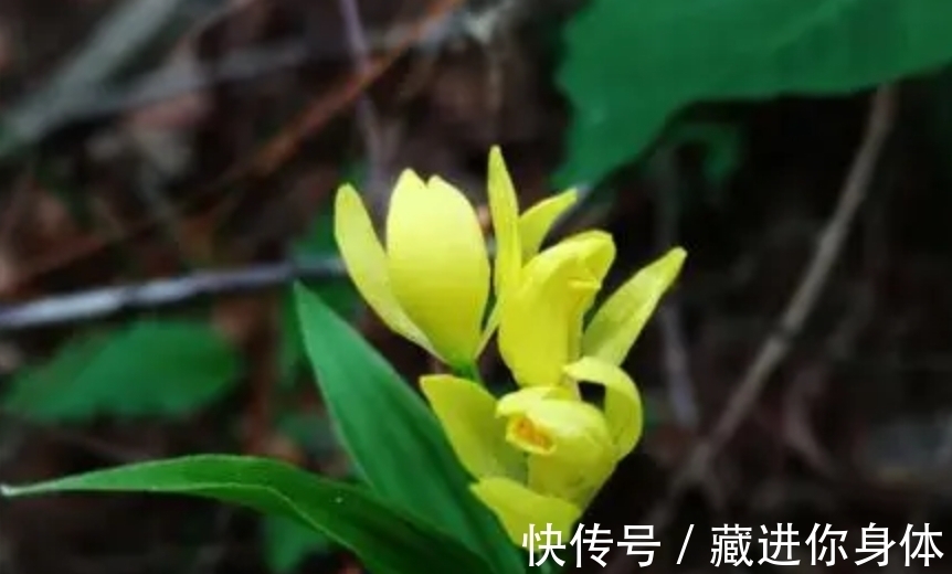 我国特有的单种属珍稀濒危兰花——金佛山兰