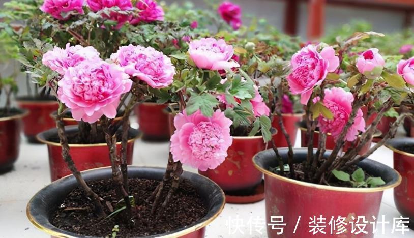 花卉|该怎么调配土壤？摸清这3种介质的特性，养花不愁土质不适合