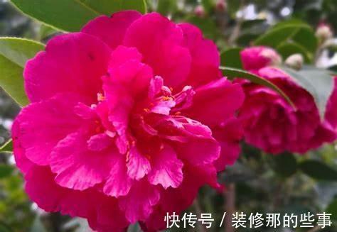 养花试试这几款,花姿丰盈,端庄高雅,是我国传统名花