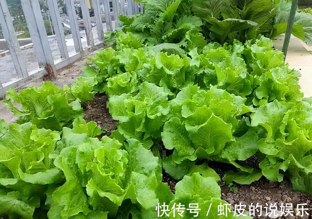 阳台上|家庭种菜,选择这4种,长势旺盛、生机勃勃、硕果累累