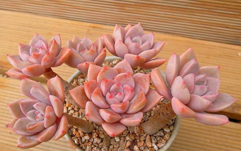 贵州大妈养了一株普货多肉,精致好看长满盆,拍照给大家看看