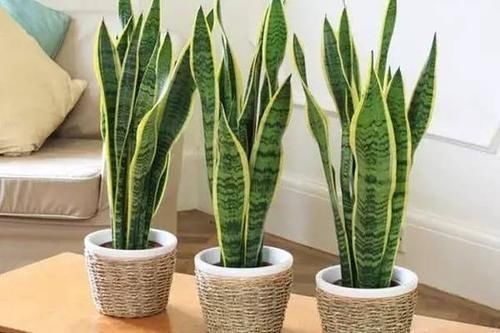 人养花,花也养人,这5种花,越养家里越干净,聪明人都喜欢