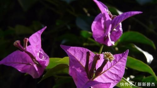 植物|淘米水、羊粪肥都不如这两种肥,什么花都可以用,简单好用