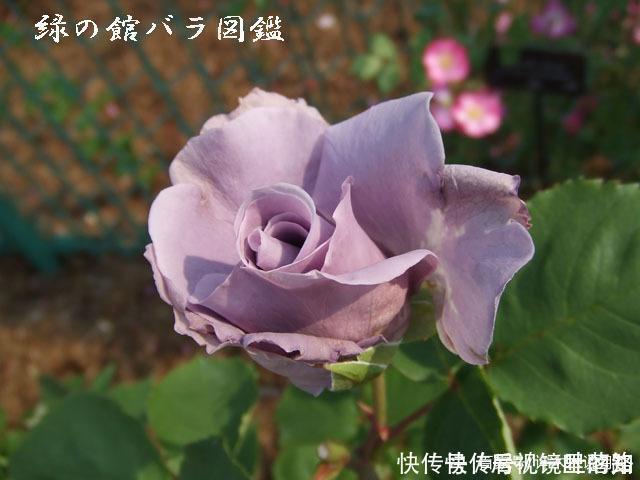 花色|20款紫色月季品种。浓香、抗病非常好养，天然紫色唯美盛开