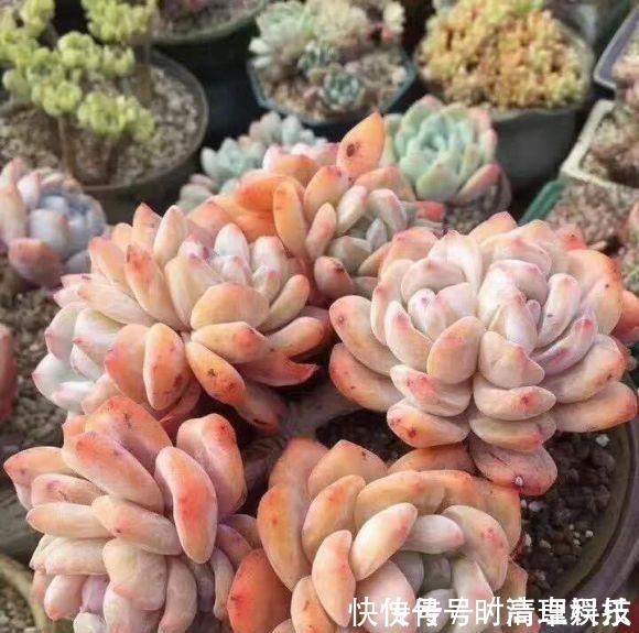 颗粒|养好多肉很容易,工地挖点河沙,纯河沙也能养多肉,根系超发达