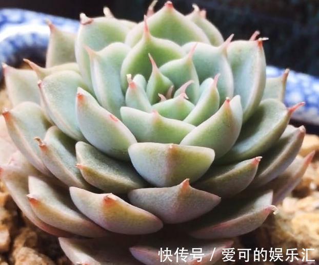 七招把多肉控养成精品小萌物,多肉不仅美呆了,还节省种植空间