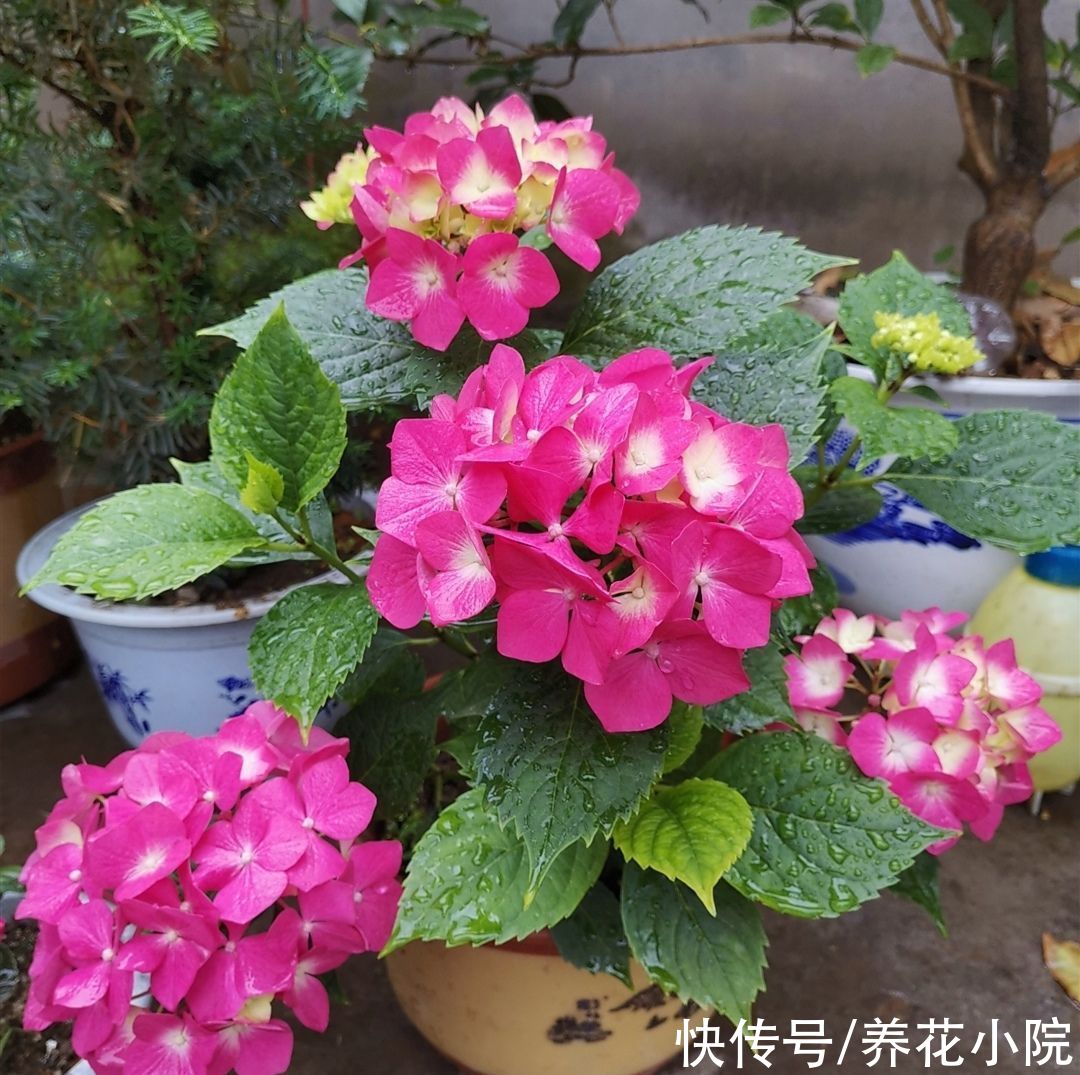 夏天|天气热了，这5种怕晒的花，要提前把它搬到阴凉处