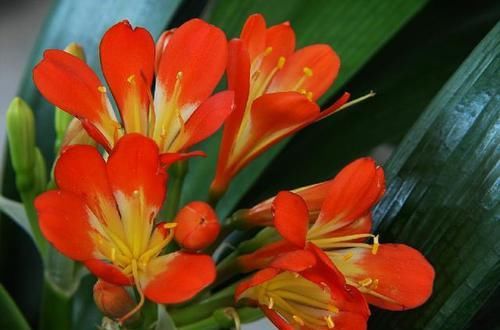  看上去|花生用途多又广！用来养花效果好，花蹿个叶子亮，看上去真不错！