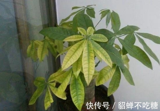 秋冬发财树怎么养？知道这4点就够了，保证枝繁叶茂